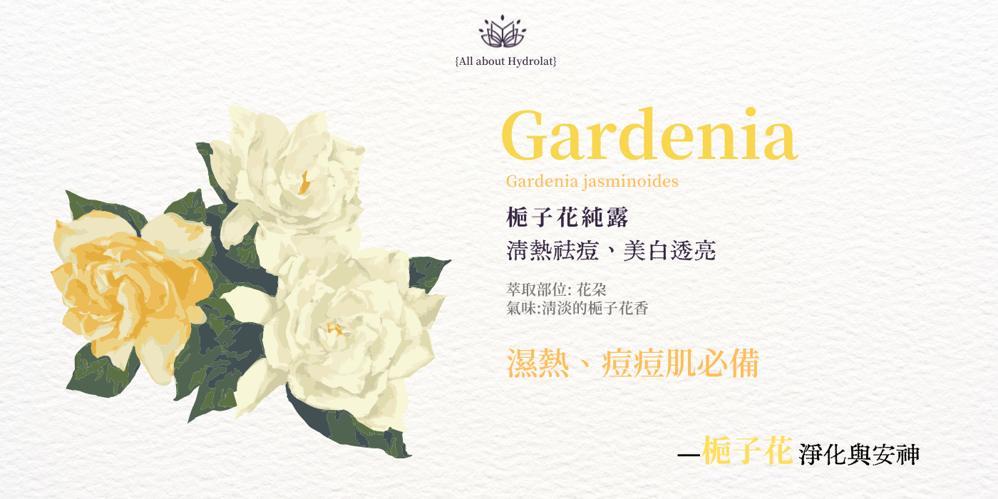 梔子花純露 | Gardenia jasminoides