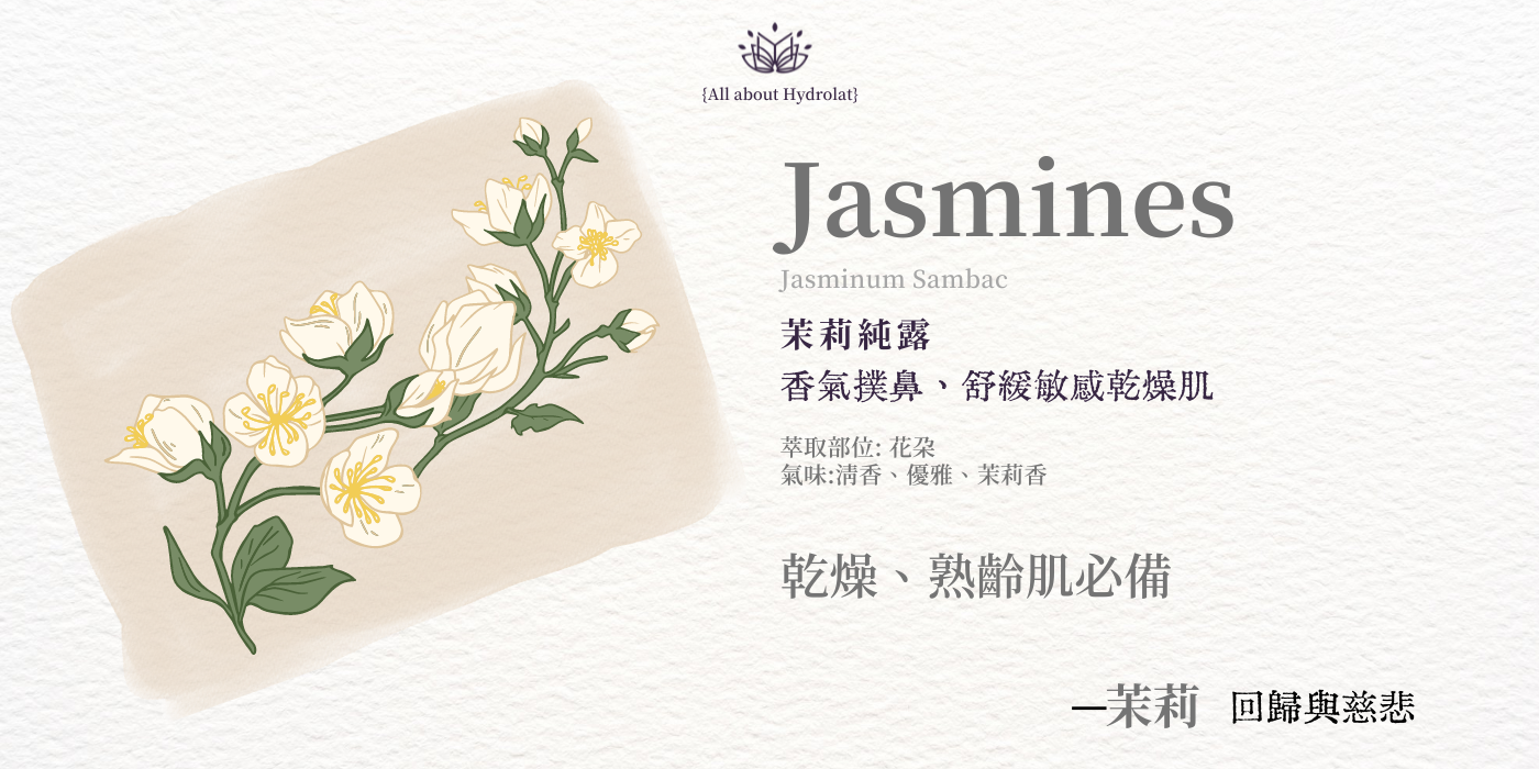 茉莉純露 | Jasminum Sambac